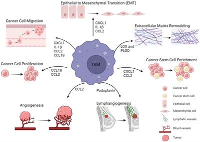 Tumor associated macrophages in breast cancer progression: implications and clinical relevance